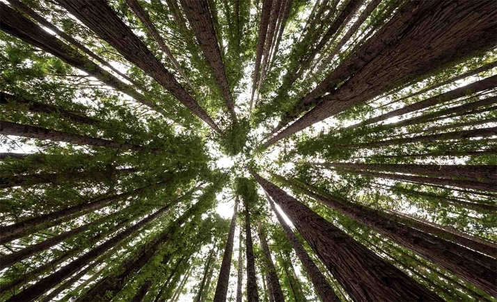 Langa, Miño de San Esteban y Monteagudo venderán derechos de fijación de CO2 