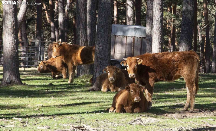 Los veterinarios piden a la Junta que corrija cuanto antes las medidas que flexibilizan la lucha contra la tuberculosis bovina