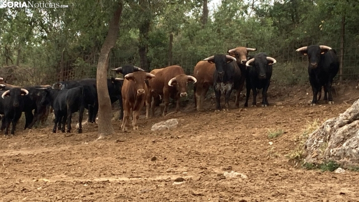 El ganadero de los novillos de la Saca 2023: Son más bravos y más vistosos que los de los últimos años