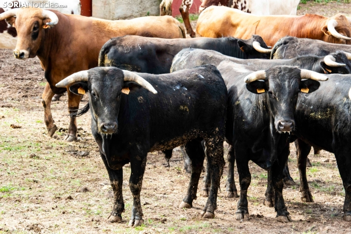 Los novillos de San Juan 2023 prometen mucho de cara al Lavalenguas