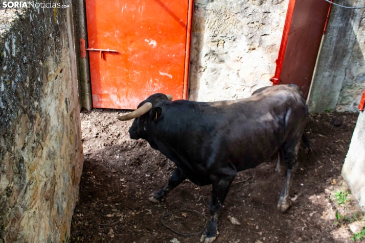 EN FOTOS | Desencajonamiento 2023 en Cañada Honda