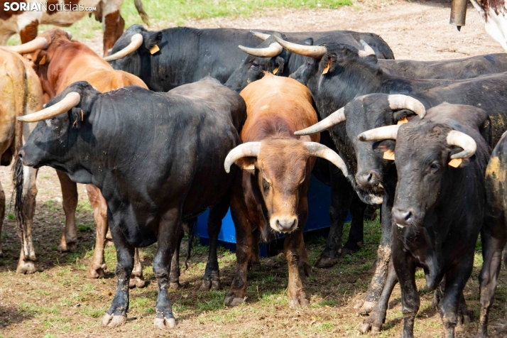 ¿De dónde surgió la fiesta del ‘Desencajonamiento’? Descubre su historia