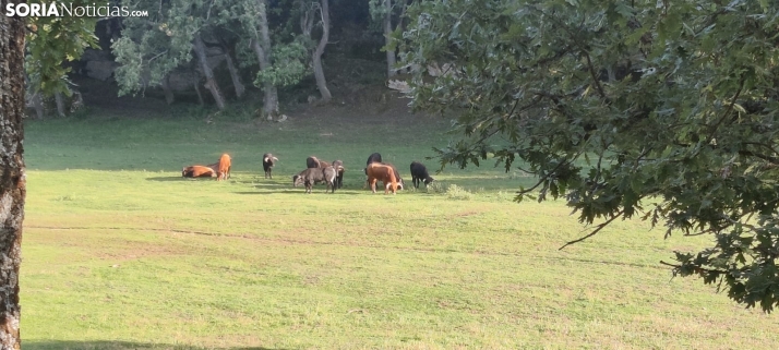 Confianza en que 11 de los novillos lleguen a La Saca, mientras crecen las dudas con uno