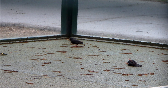Muertes de aves en pistas de pádel: así sugiere ASDEN solucionar el problema
