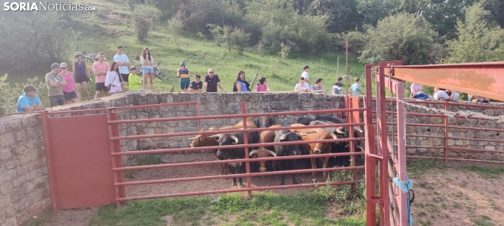 Fotos y vídeo: Los novillos listos para La Saca... en el corral de abajo