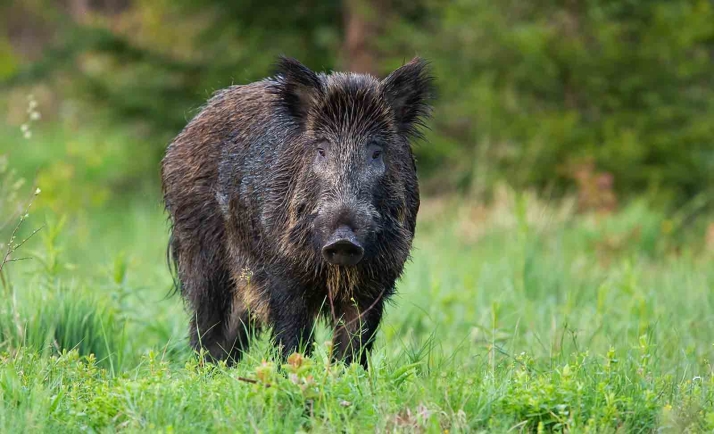 Analizan la contribución del jabalí al mantenimiento de la tuberculosis bovina