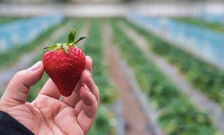 La Consejería de Comercio aborda con supermercados alemanes la polémica de la comercialización de la fresa