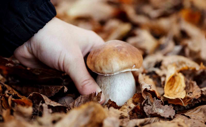 El Myco-Culinary-Hubs, en San Sebastián, contará con una notable presencia soriana