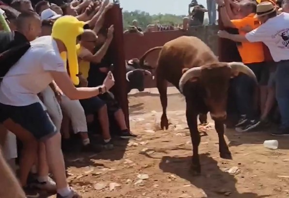 Vídeo: Revive desde primera fila de la puerta de Cañada Honda la salida de la Saca 2023