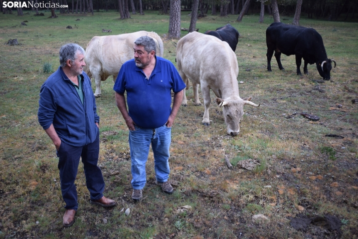 SOS del sector vacuno soriano: Realmente estamos en riesgo de desaparecer