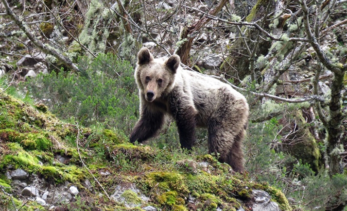 Castilla y León recuerda la necesidad de llamar al 1-1-2 en caso de presenciar osos en los entornos urbanos