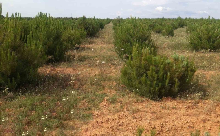 Castilla y León destina 7 M€ a las ayudas a la reforestación y creación de superficies forestales