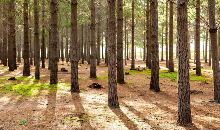 Cesefor consigue 5,5M€ para un proyecto que dará soluciones a pequeñas propiedades forestales