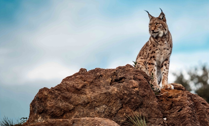 La población de lince ibérico aún no es viable a largo plazo