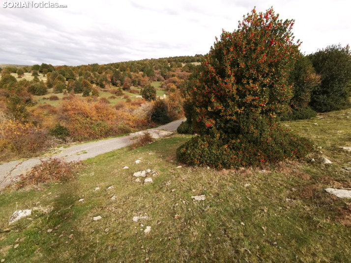 Este pueblo de Soria recuperará su arca centenaria muchos años después