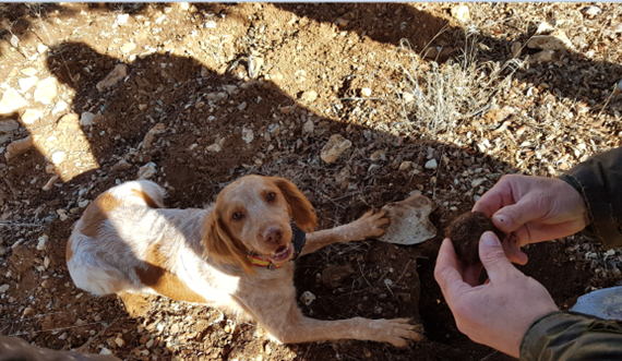 Todos los detalles de las nuevas ayudas para la plantación de trufa negra en Castilla y León