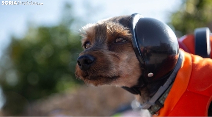 Claves para que la ley de protección animal española no te pille por sorpresa