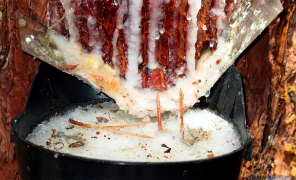 Los resineros encuentran un nuevo aliado para tramitar la solicitud de ayudas que acaba de lanzar la Junta de Castilla y León