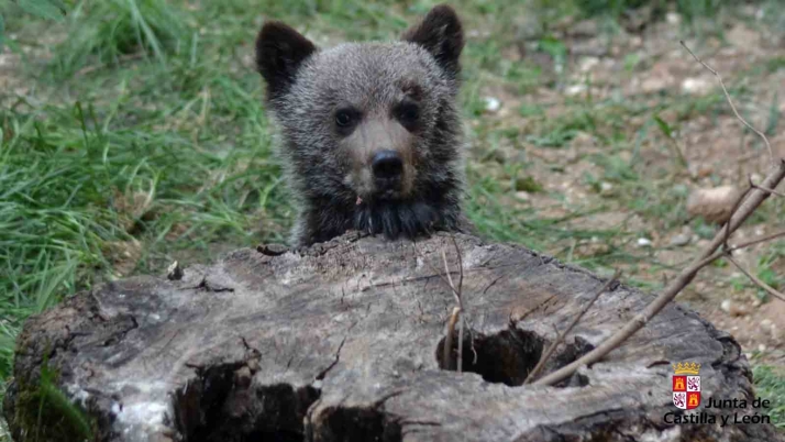 Muere atropellado un osezno entre las provincias de León y Palencia