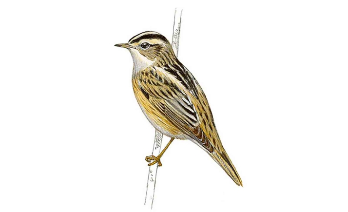 Fin de semana ornitológico en Fuentecantos