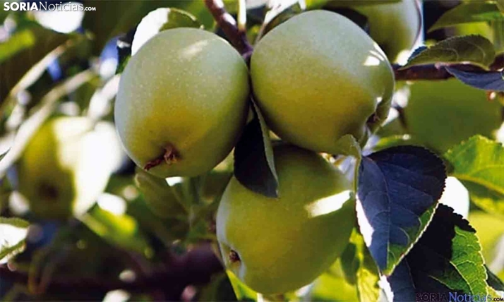 Castilla y León reserva 300.000€ para dotar a los frutales de protección contra heladas