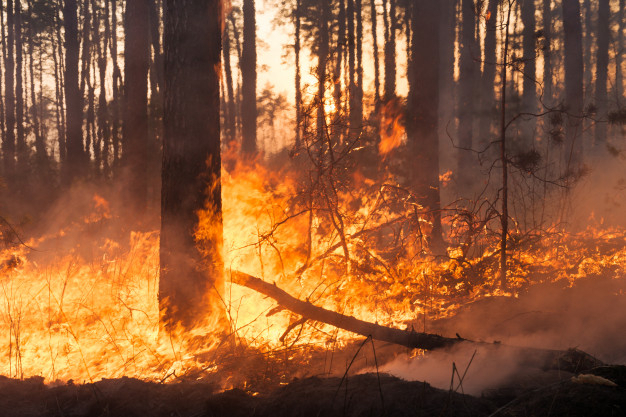 Declarada la alerta por incendios forestales para los próximos días en Castilla y León