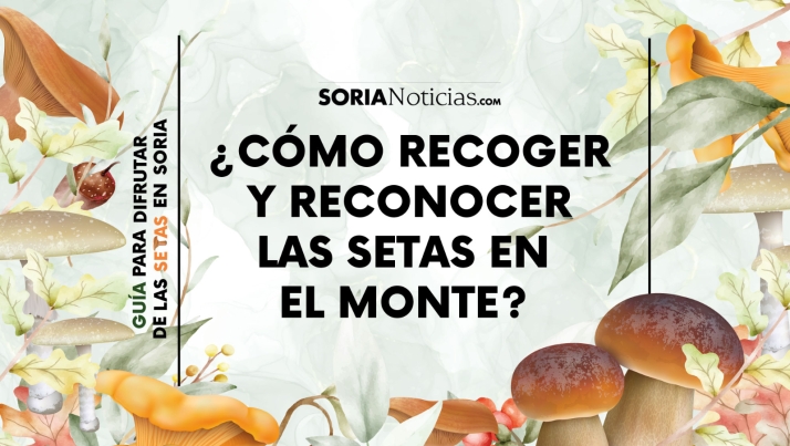 Manual para coger y reconocer las setas en Soria como un profesional