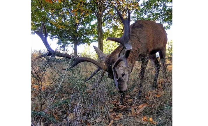 La Junta desmiente la muerte en Zamora de un ciervo bautizado como Carlitos y aclara la situación 