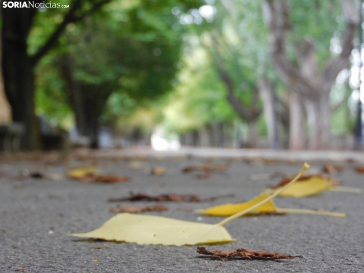 Galería de una mañana lluviosa de otoño junto al Duero