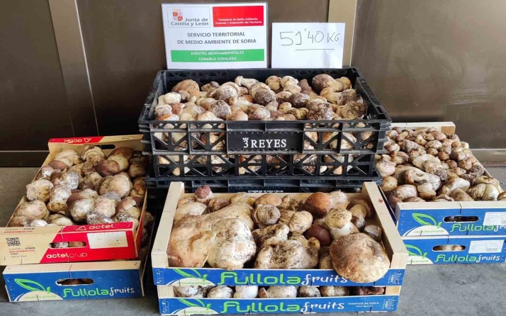 Setas en Soria | Llegan los primeros decomisos de esta campaña en la provincia