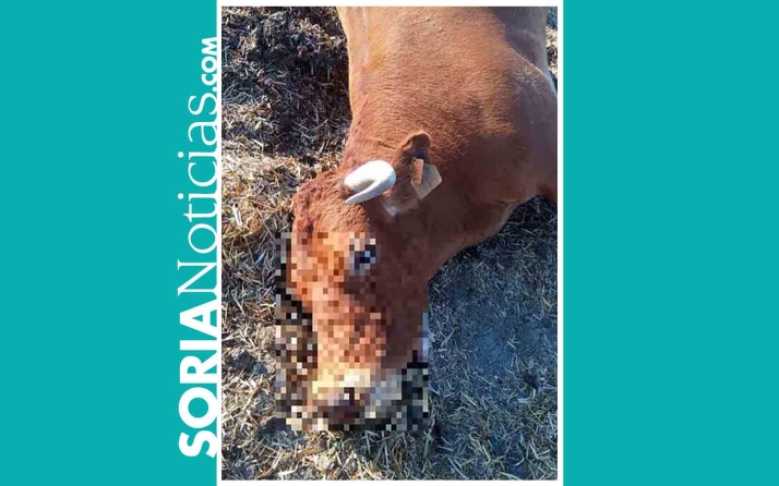 Castilla y León urge al ministro Planas a implicarse con los ganaderos afectados por la Enfermedad Hemorrágica Epizoótica (EHE)