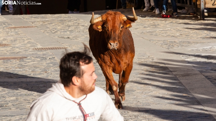 Ágreda empieza su sábado de fiestas con un emocionante encierro