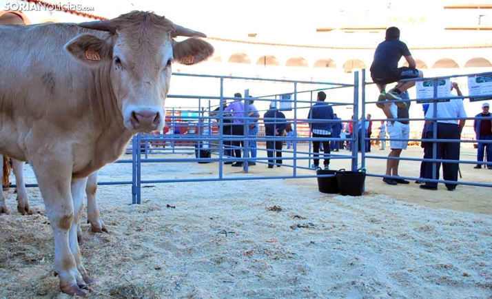 Este fin de semana, la Feria Ganadera de Soria