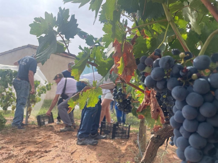 Fotos: La tradición detrás del vino