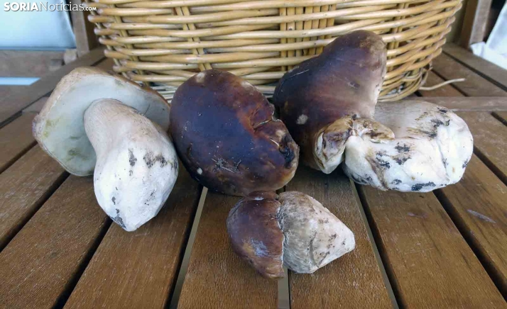 Estos son los precios de las setas en Soria