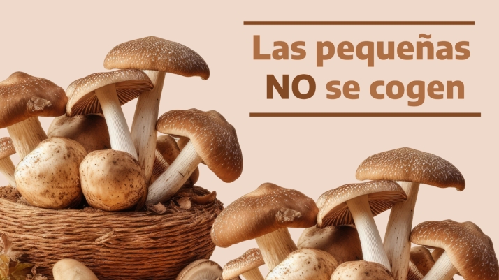 Las setas que no puedes coger en Castilla y León | El tamaño también importa en los montes