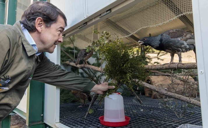Mañueco califica de hito histórico la gestación de urogallos por inseminación artificial en Castilla y León