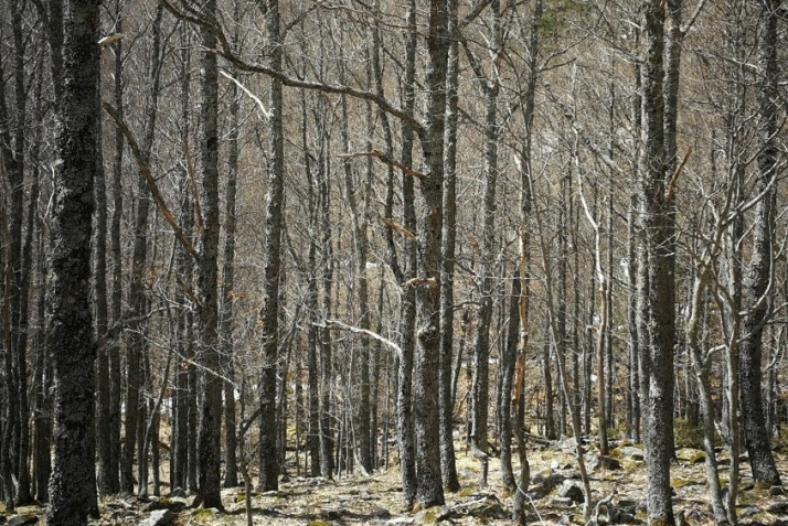La Junta invertirá más de cien mil euros en la mejora de rebollares en la provincia de Soria