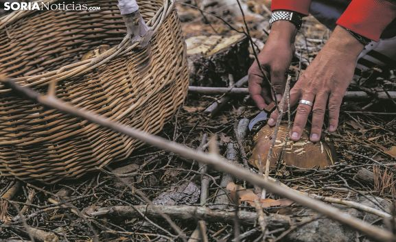 Menos lluvias en Soria de las que los amantes de las setas desearían