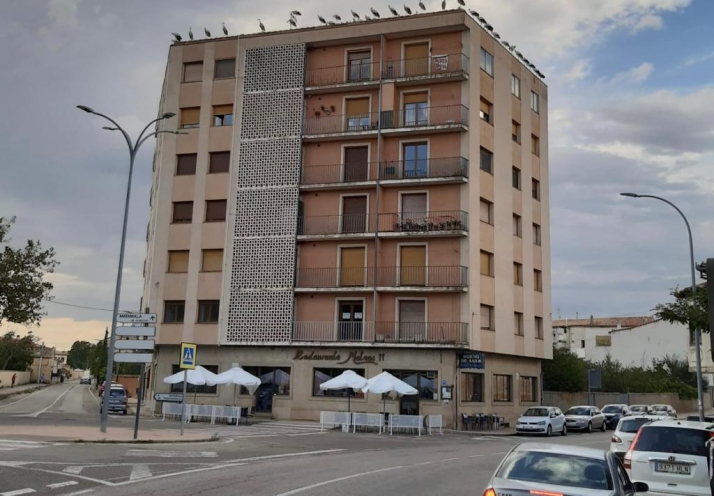 Fotonoticia: Decenas de cigüeñas llegan a Almazán para despedirse del Restaurante Mateos