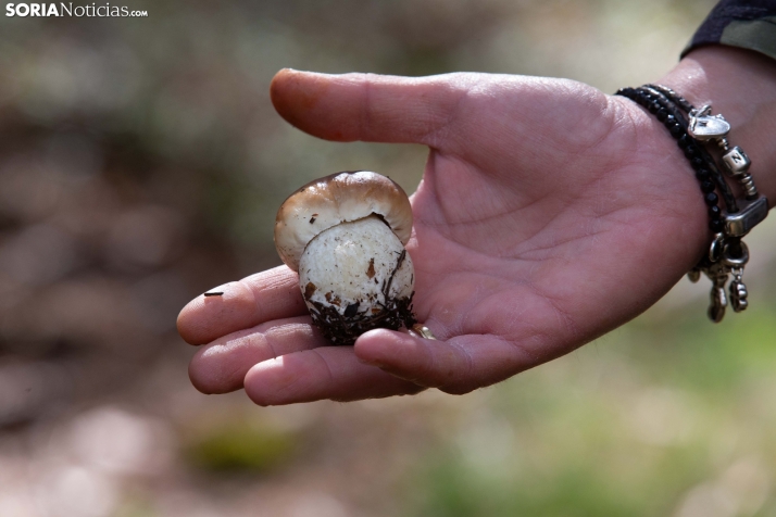 ¿Cuántas personas cogerán setas en Soria esta excepcional temporada?