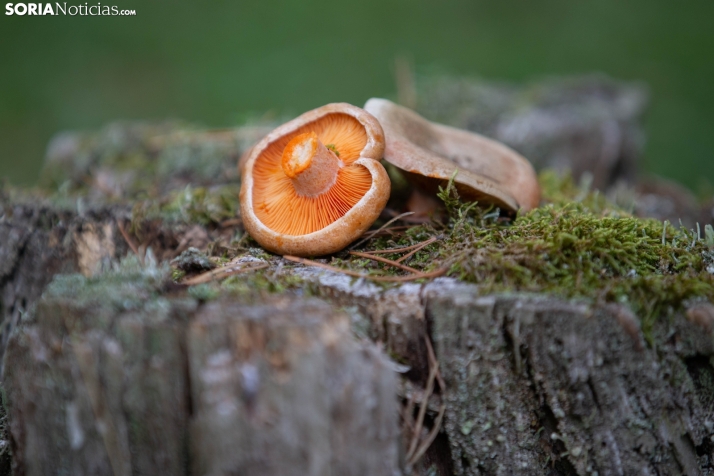 En fotos, de ruta micológica por Vinuesa