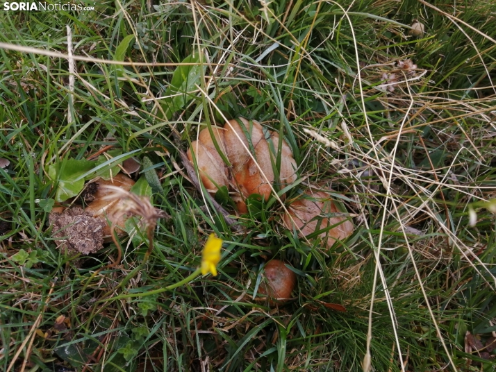 La recolecta micológica no sostenible está provocando que se destruyan los setales de la provincia