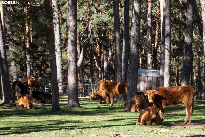 Soria invertirá más de 300.000 € en su único matadero para no perder valor añadido