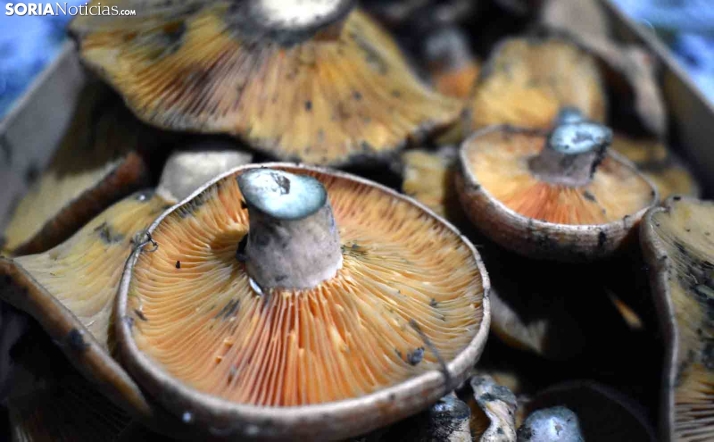 Previsión micológica: Los níscalos comienzan a aflorar en Castilla y León