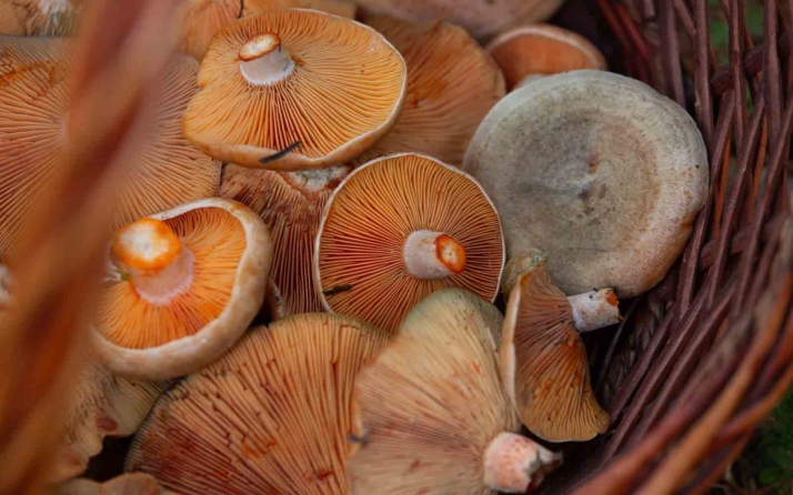 Estos son los precios de las setas en Soria