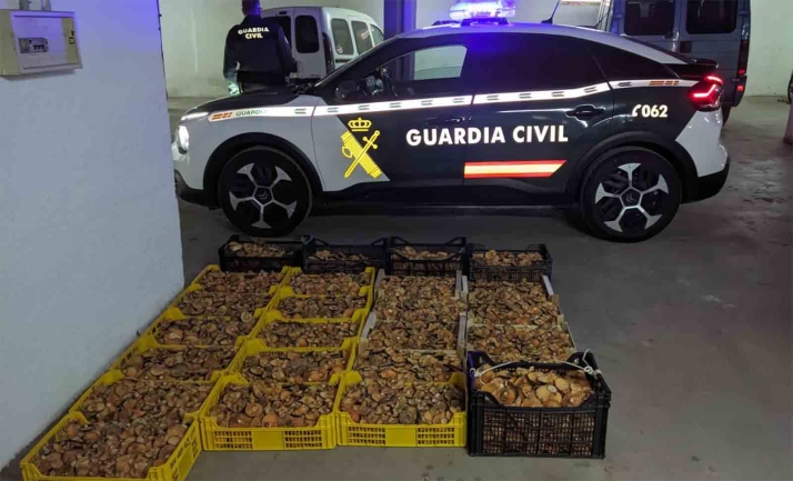 SETAS EN SORIA | 386 kilos de producto micológico decomisado este fin de semana