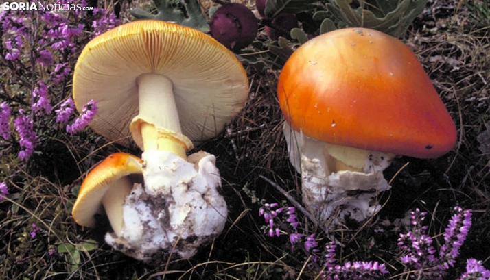 Del bosque al plato, a partir de este fin de semana