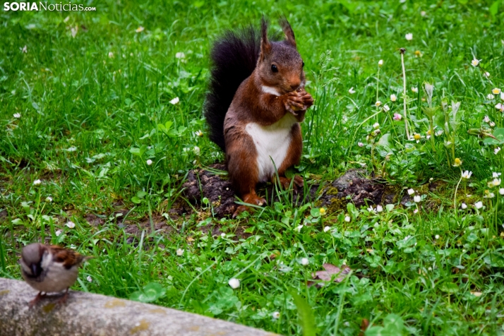 Dia gris para arrancar la semana en Soria
