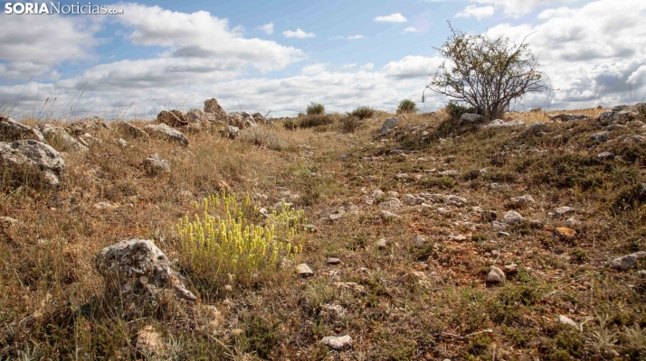Conferencia este viernes sobre el hallazgo celtíbero-romano de Deza